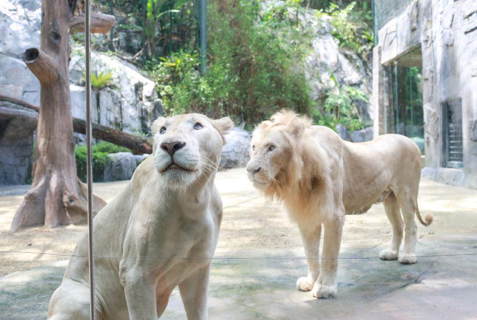 پارک حیات وحش در سان وی لاگون کوالالامپور